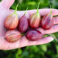 Саджанець Агрус Тіксія в контейнері